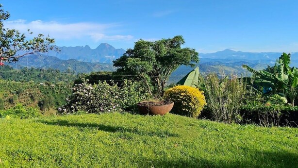A lush green landscape with a variety of plants and trees, including a large potted tree and flowering bushes. - Casa linda between mountains and Café: Landscapes, birds and flowers (Andes)