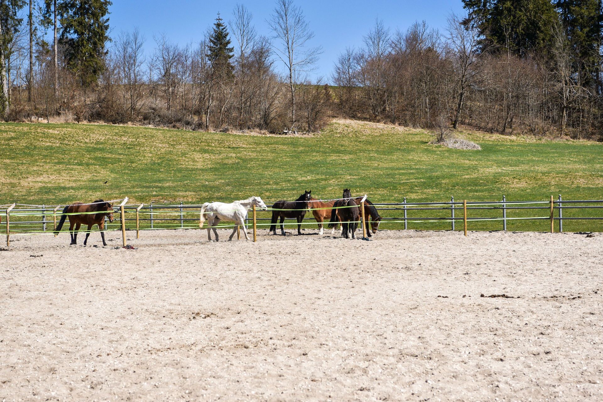 Un espacio al aire libre cercado con caballos pastando.