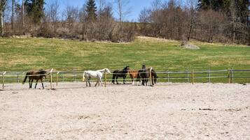 Un espacio al aire libre cercado con caballos pastando.