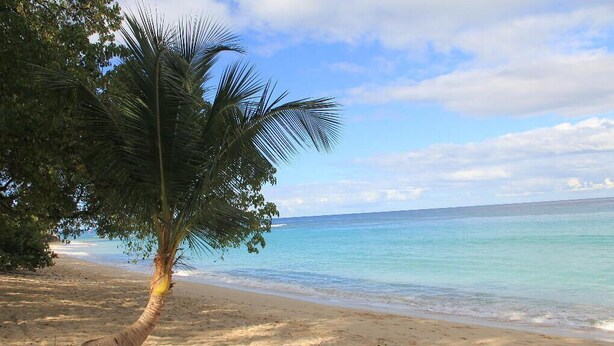 Ein Strand mit einer Palme und klarem, blauem Wasser.