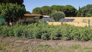 Property grounds - Mas Catalan 10 minutes walk from Racou beach (Argelès-sur-Mer)