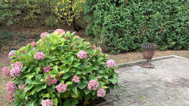 A garden area with a large bush of pink hydrangea flowers and a metal trash can. - Vacation apartment Dorfliebe Minden by Engelmann (Minden)