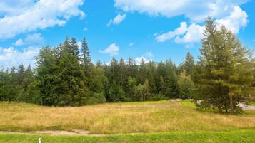 A grassy field with a road in the foreground and a forest in the background.