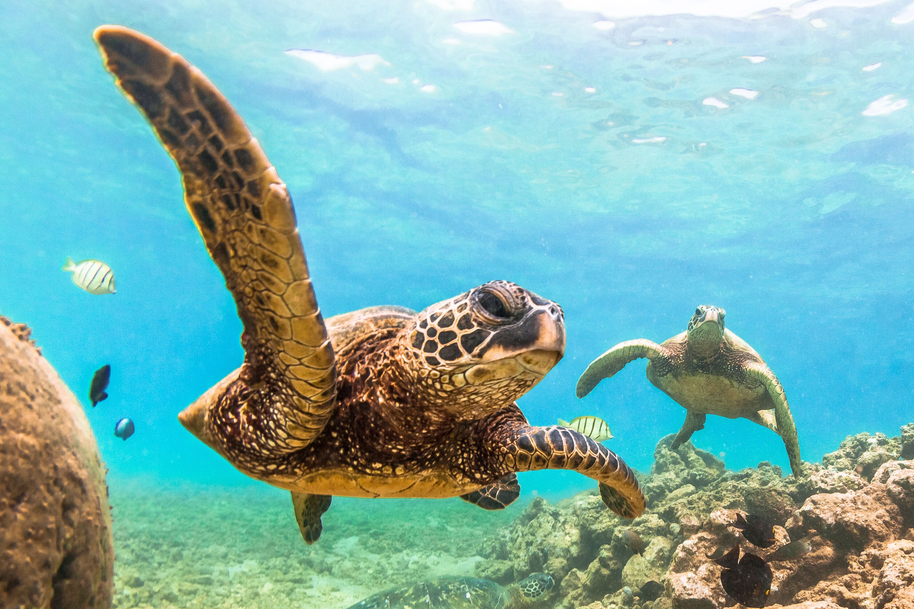 A sea turtle swimming in clear blue water.