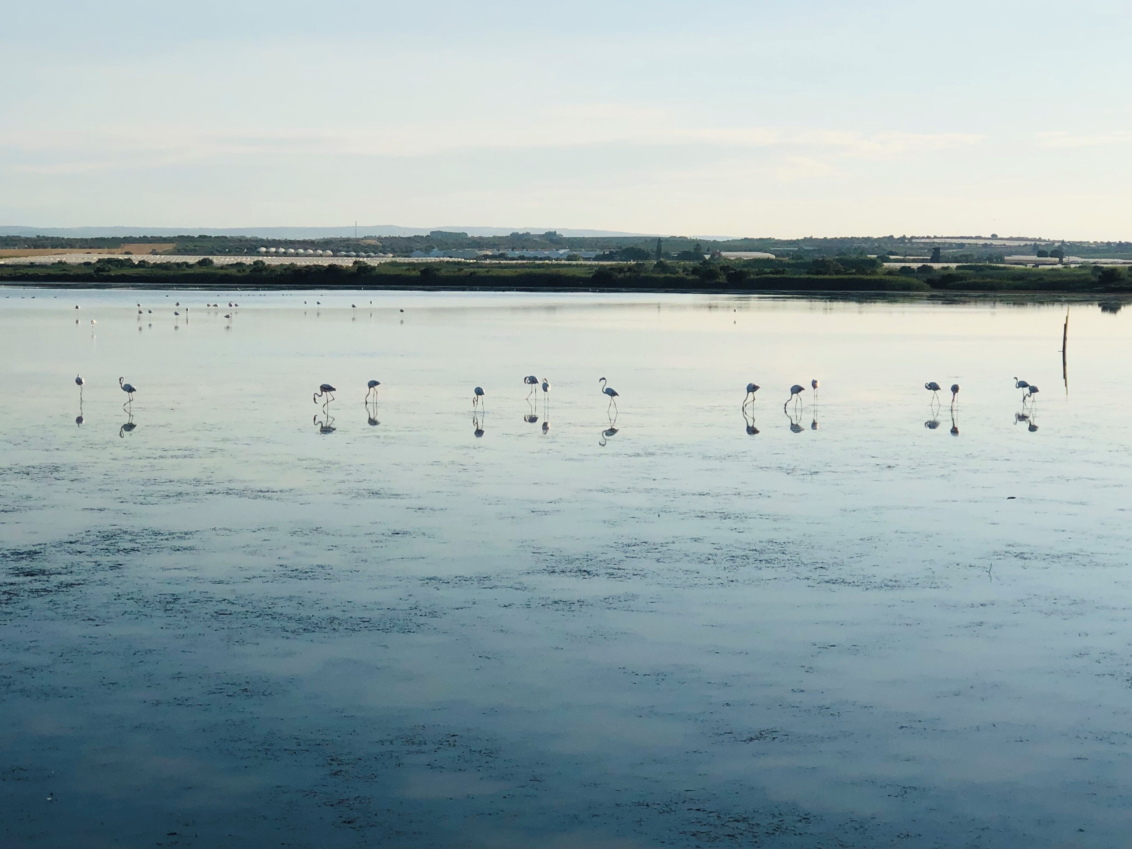 A calm body of water with several birds standing in it.