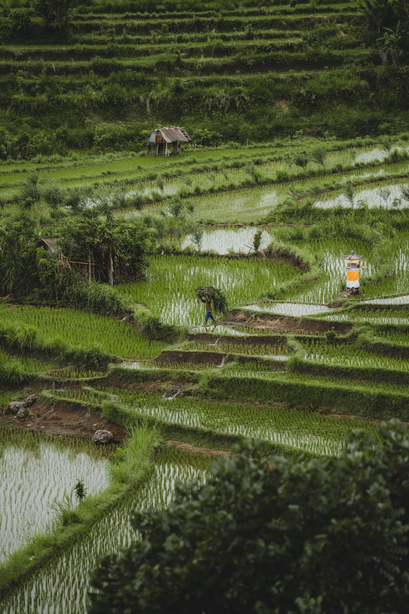 Campos de arroz escalonados con una pequeña cabaña y un bote a lo lejos.