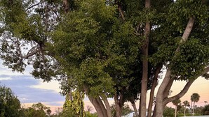 A landscaped area with trees, a swing, and a white fence.