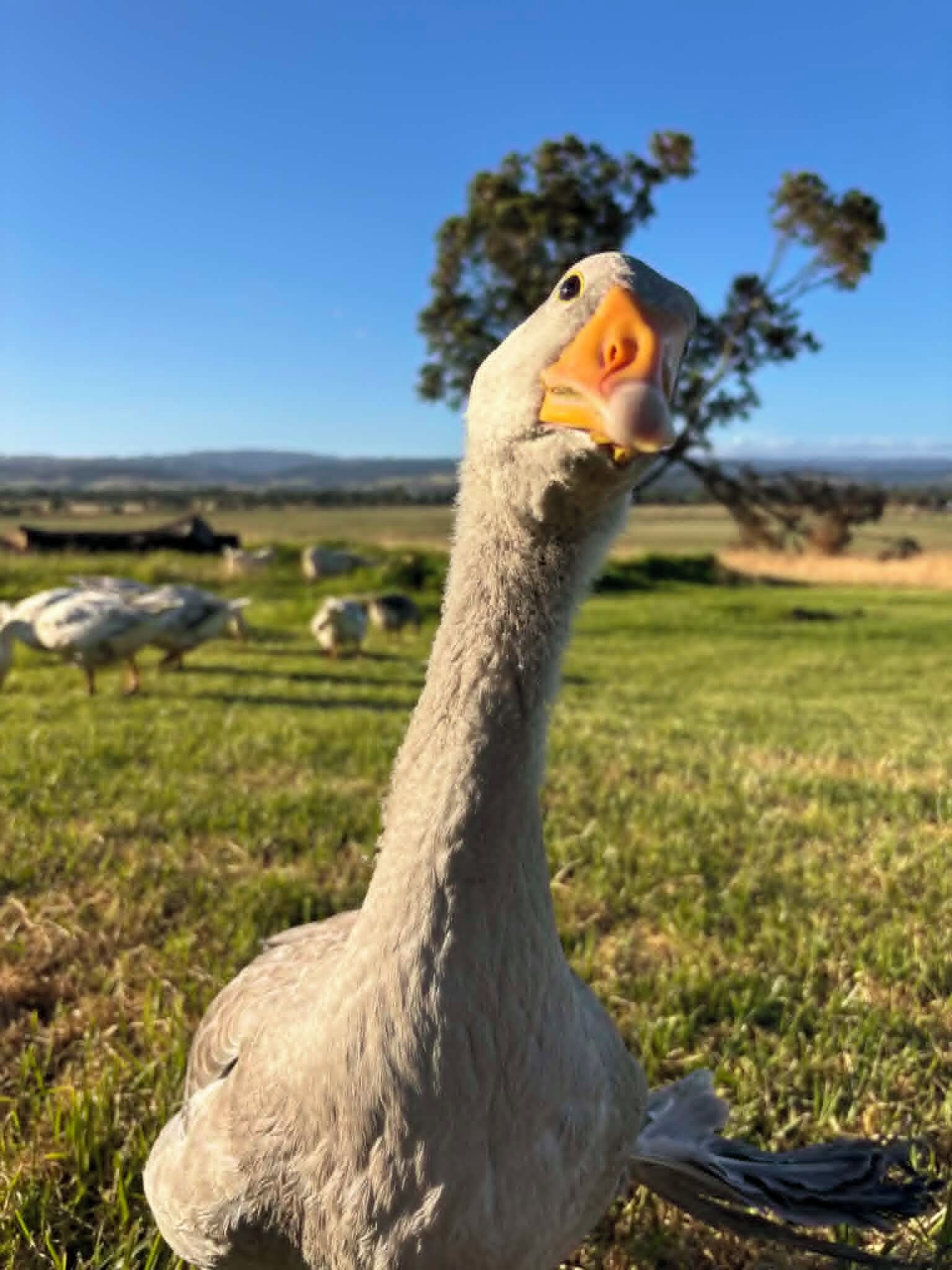 A goose in a grassy field with a clear sky and distant trees.
