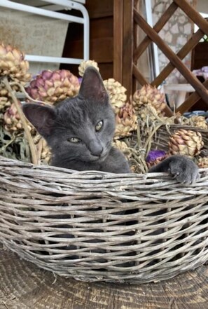 السماح باصطحاب الحيوانات الأليفة