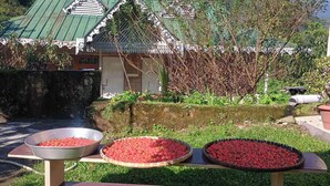 Un jardín con un muro de piedra, un cuenco metálico y una planta en maceta.
