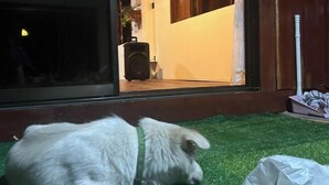 Un chien se trouve sur une pelouse devant un bâtiment doté d’une grande fenêtre et d’un haut-parleur.