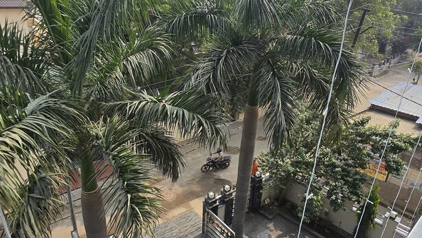 A view of a street with palm trees, a gate, and parked vehicles.