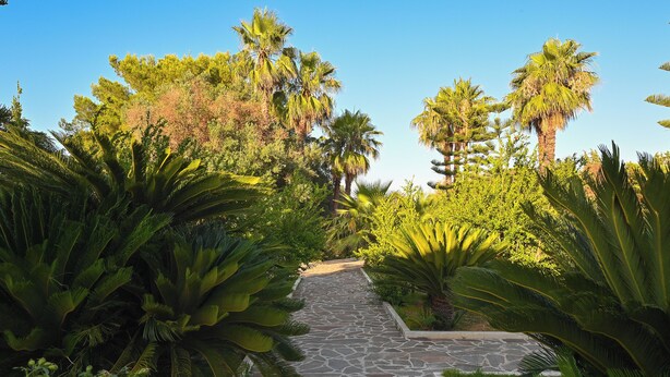 Een pad van stenen, omzoomd door weelderige groene palmstruiken en andere tropische planten, dat door een tuin loopt.