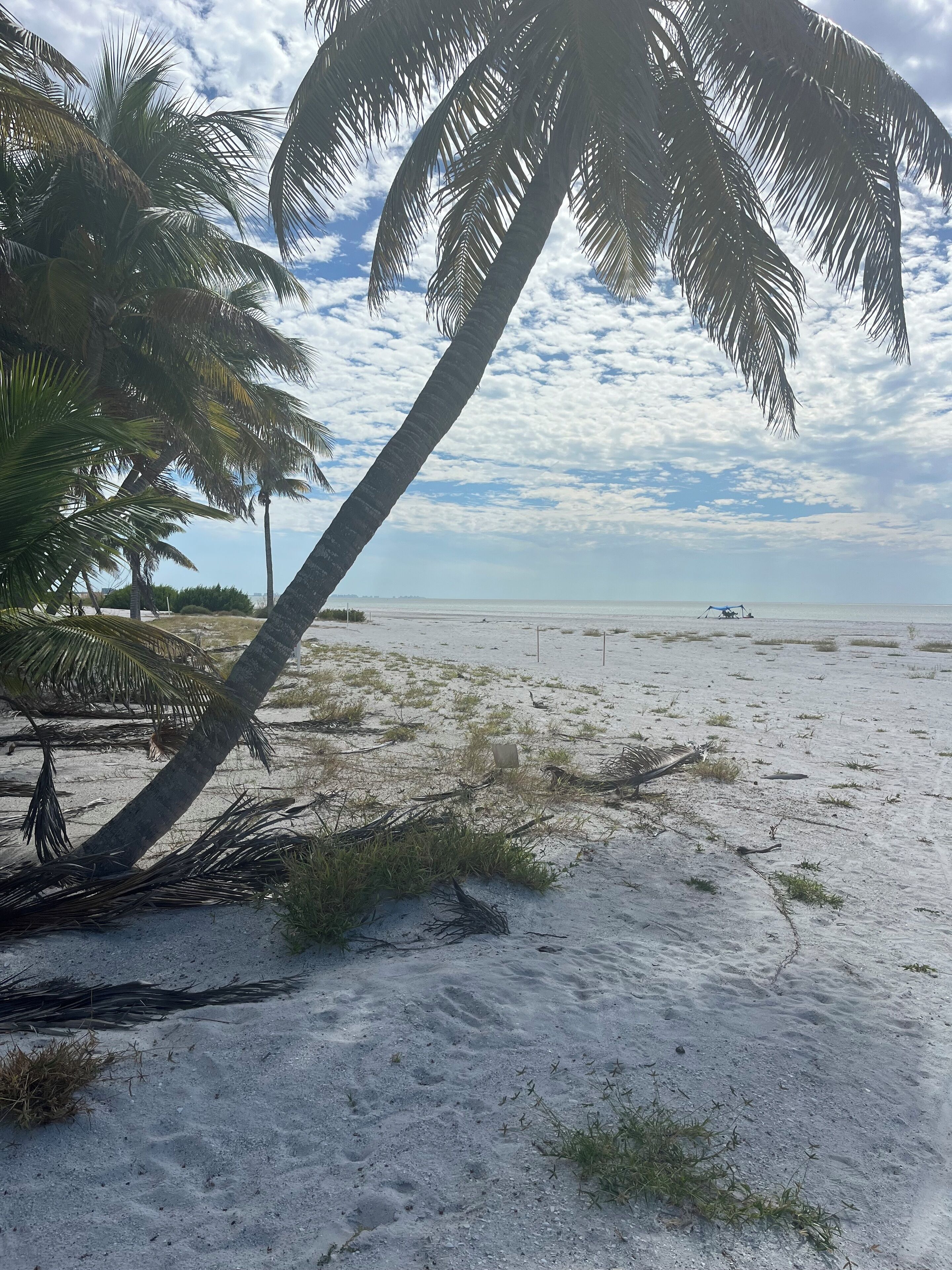 A beach with palm trees and a clear sky.