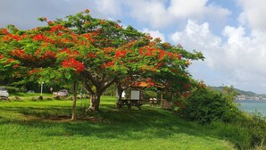 Un parc avec un grand arbre aux fleurs rouges, une table de pique-nique et une vue sur la mer.
