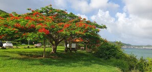 A park with a large tree with red flowers, a picnic table, and a view of the sea. - Studio overlooking the Marina du Marin (LE MARIN)
