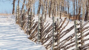 A snow-covered path lined with wooden posts and branches, leading through a forested area.