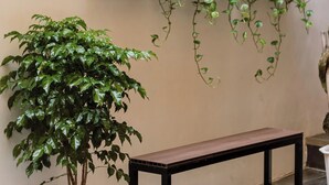 Una pianta in vaso, collocata in un vaso bianco, accanto a una panca nera.