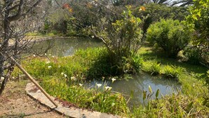A natural pond surrounded by diverse vegetation and a stone pathway. - Victorian style cottage in Nyanga - 2096 (Nyanga)