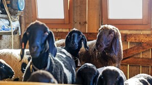 Un groupe de moutons se trouve dans une grange aux murs en bois et dotée d’une fenêtre.
