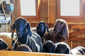 Un groupe de moutons se trouve dans une grange aux murs en bois et dotée d’une fenêtre.