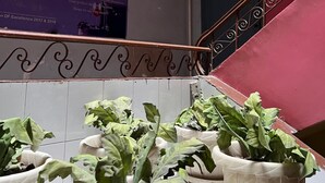 Una escalera con barandilla, plantas en macetas y una pared con un cartel publicitario de SunRise.