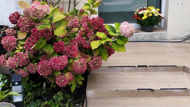 Un jardín con hortensias y una planta en maceta cerca de una puerta.
