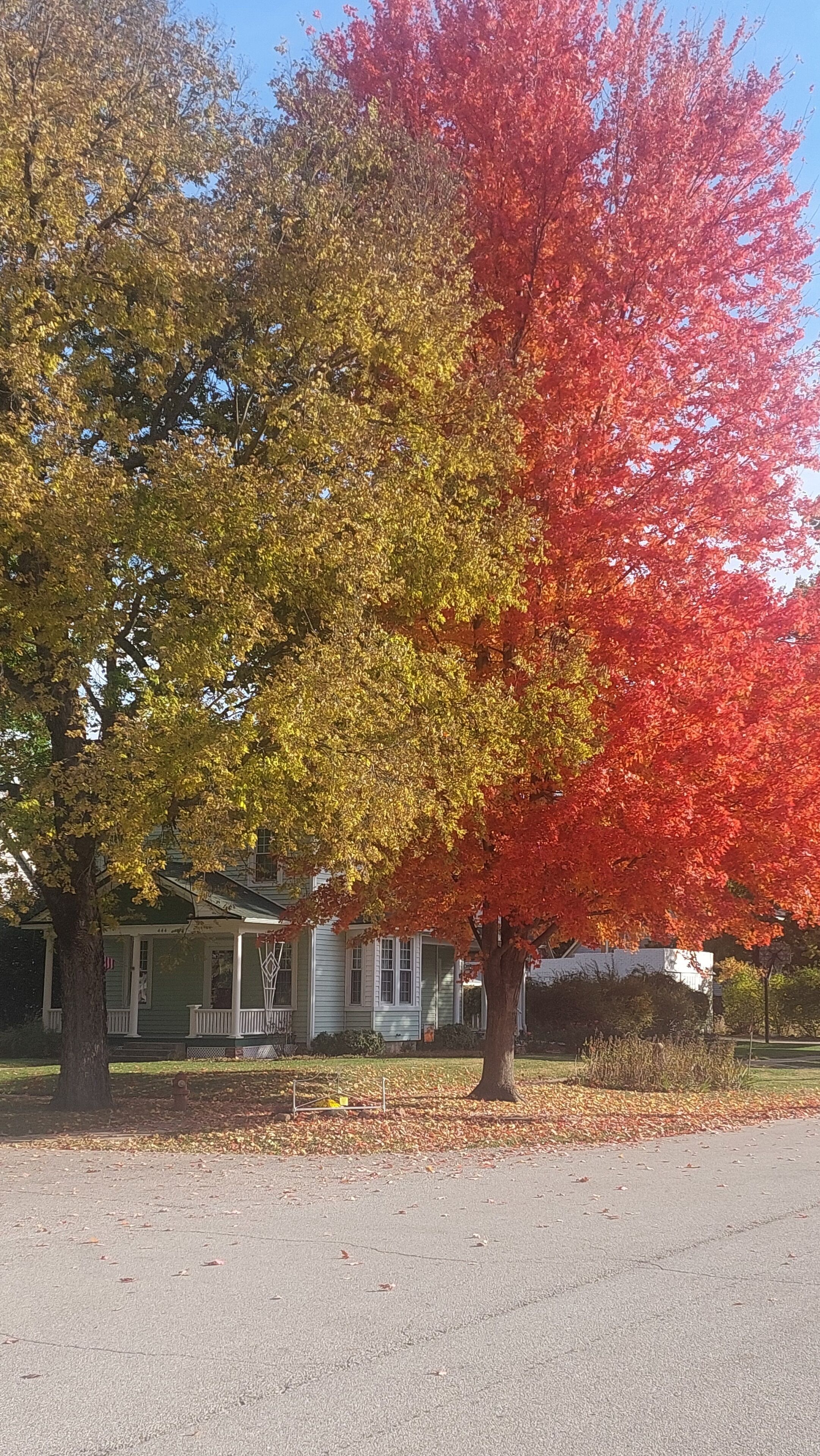 Un árbol con hojas amarillas y rojas frente a una casa.