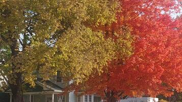 Un árbol con hojas amarillas y rojas frente a una casa.