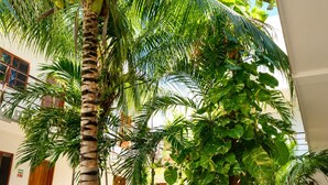 A sunlit courtyard with two wooden lounge chairs, a palm tree, and various potted plants. - Hotel Centrico Tulum (Tulum)