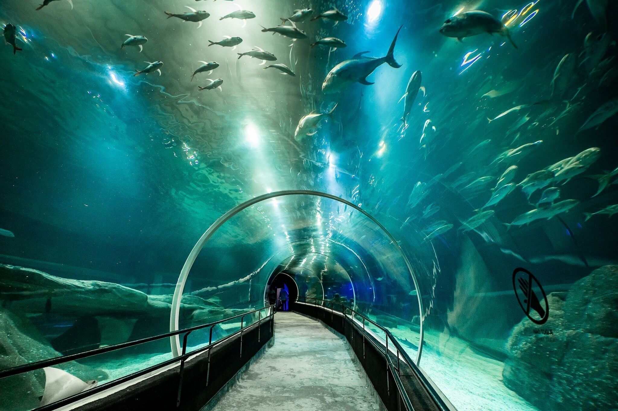 Un túnel submarino con pasarela de cristal, rodeado de diversas especies de peces.