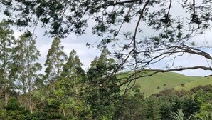 Paisaje rural con un camino de grava, hierba verde y árboles.