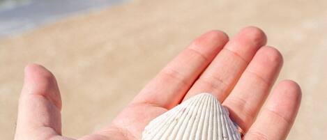 A hand holding a seashell against a beach backdrop.