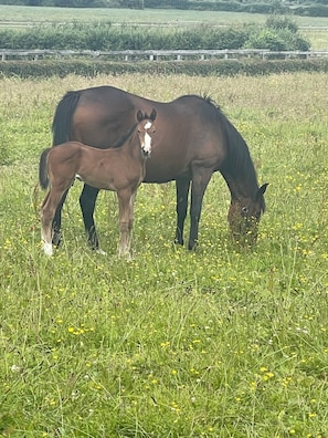 A stable with a horse and foal in a grassy field.