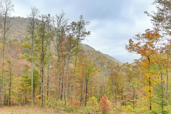 A forested area with tall trees and a hill in the background.