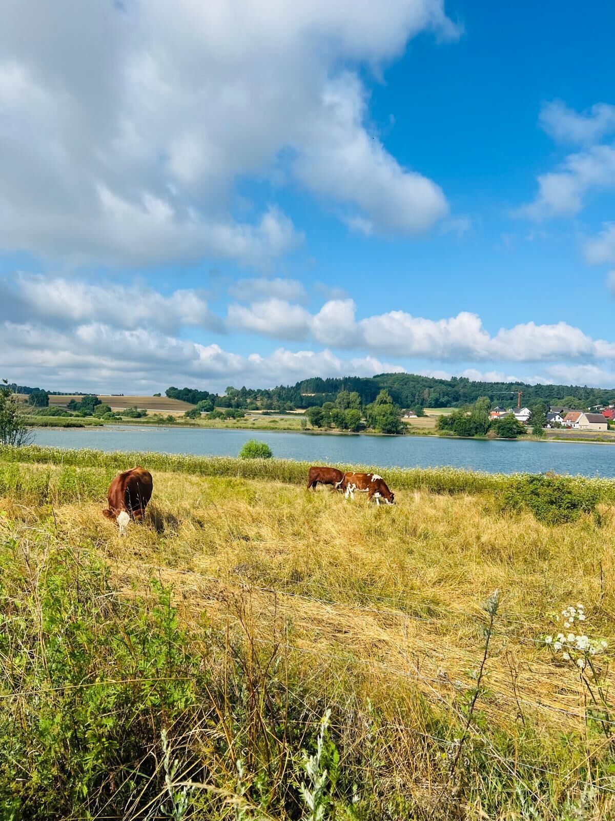 Un paysage rural avec un lac, des champs et des vaches qui paissent.