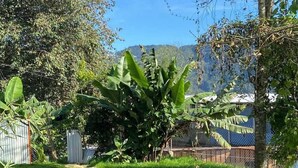 Zona exterior amb gespa, un camí pavimentat, una palmera de plàtan i una tanca.