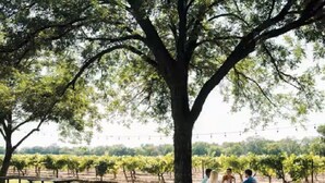 Eine Gruppe von Menschen sitzt an einem Picknicktisch unter einem großen Baum in einer Weinregion.
