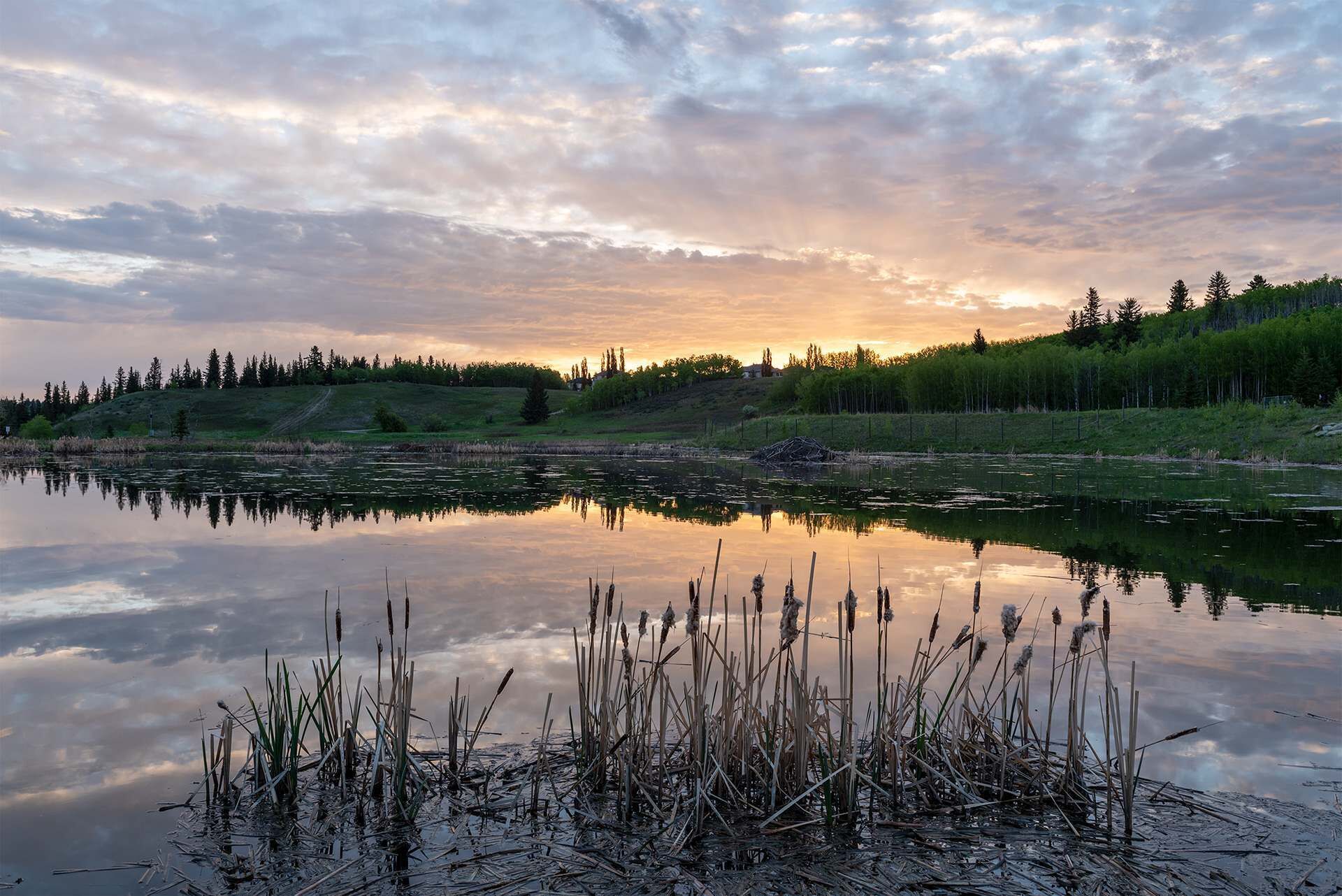 A calm lake with reeds in the foreground, surrounded by a forested hillside.