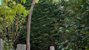Une clôture en bois dans un jardin, avec un arbre et une végétation dense en arrière-plan.