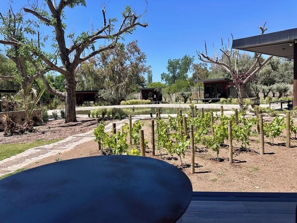 A vineyard with rows of grapevines, a pond, and a building with a covered area.