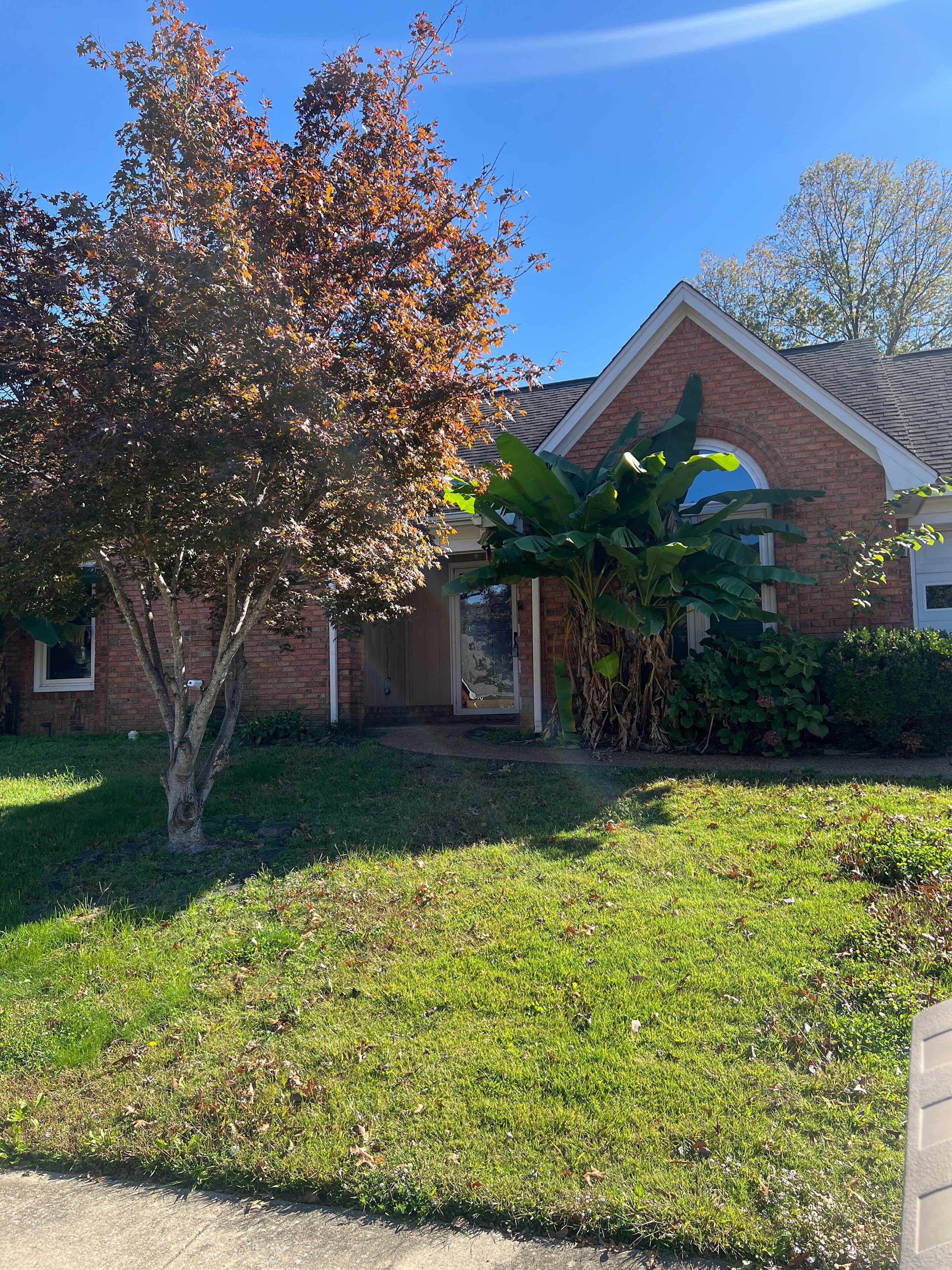 A residential house with a brick exterior, a front yard with grass, a tree with autumn leaves, and a large banana plant.
