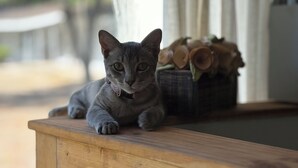 Un gato descansando sobre una mesa de madera con una cesta de objetos al fondo.