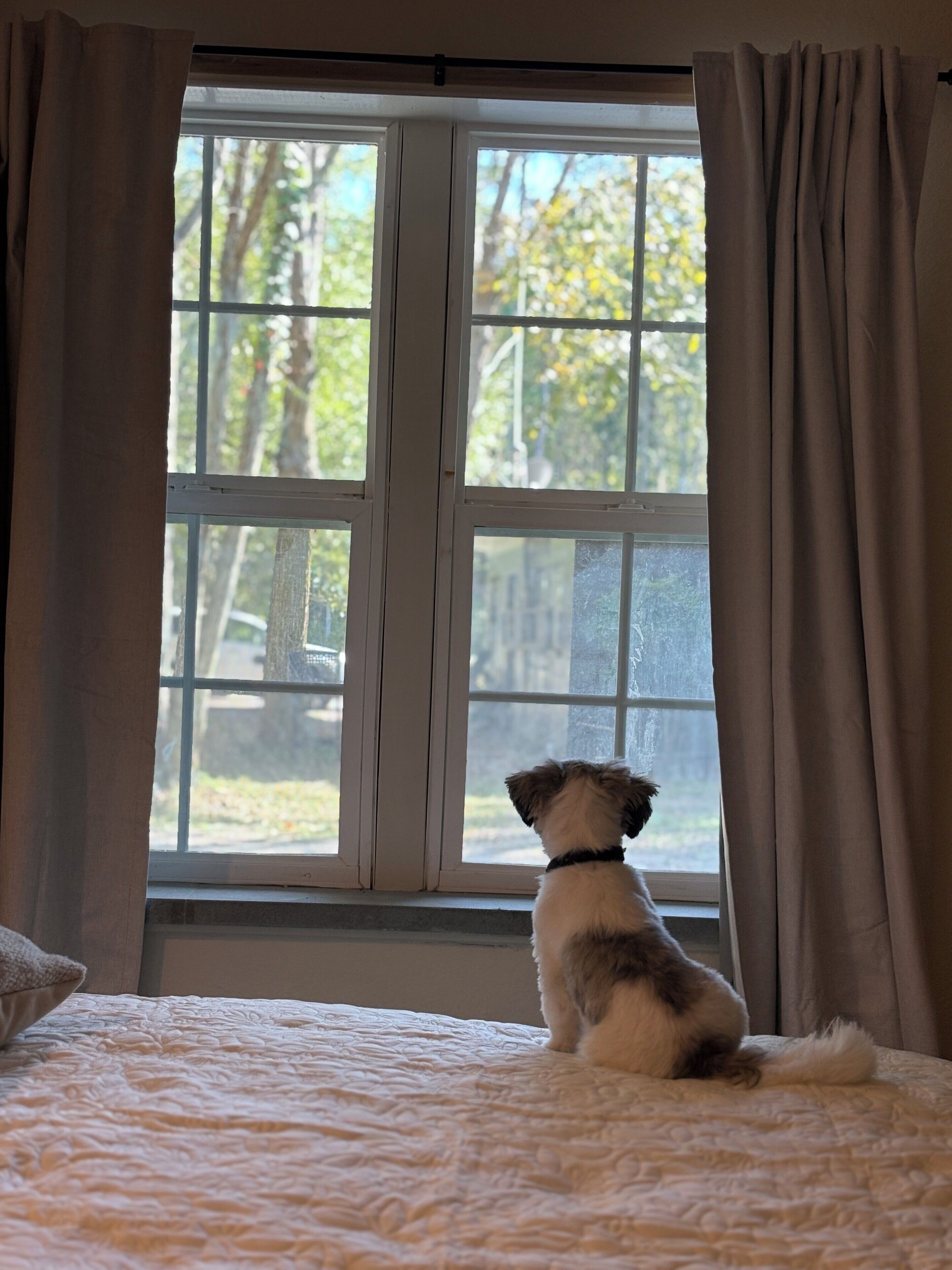 A small dog sitting by a window with curtains, looking outside.