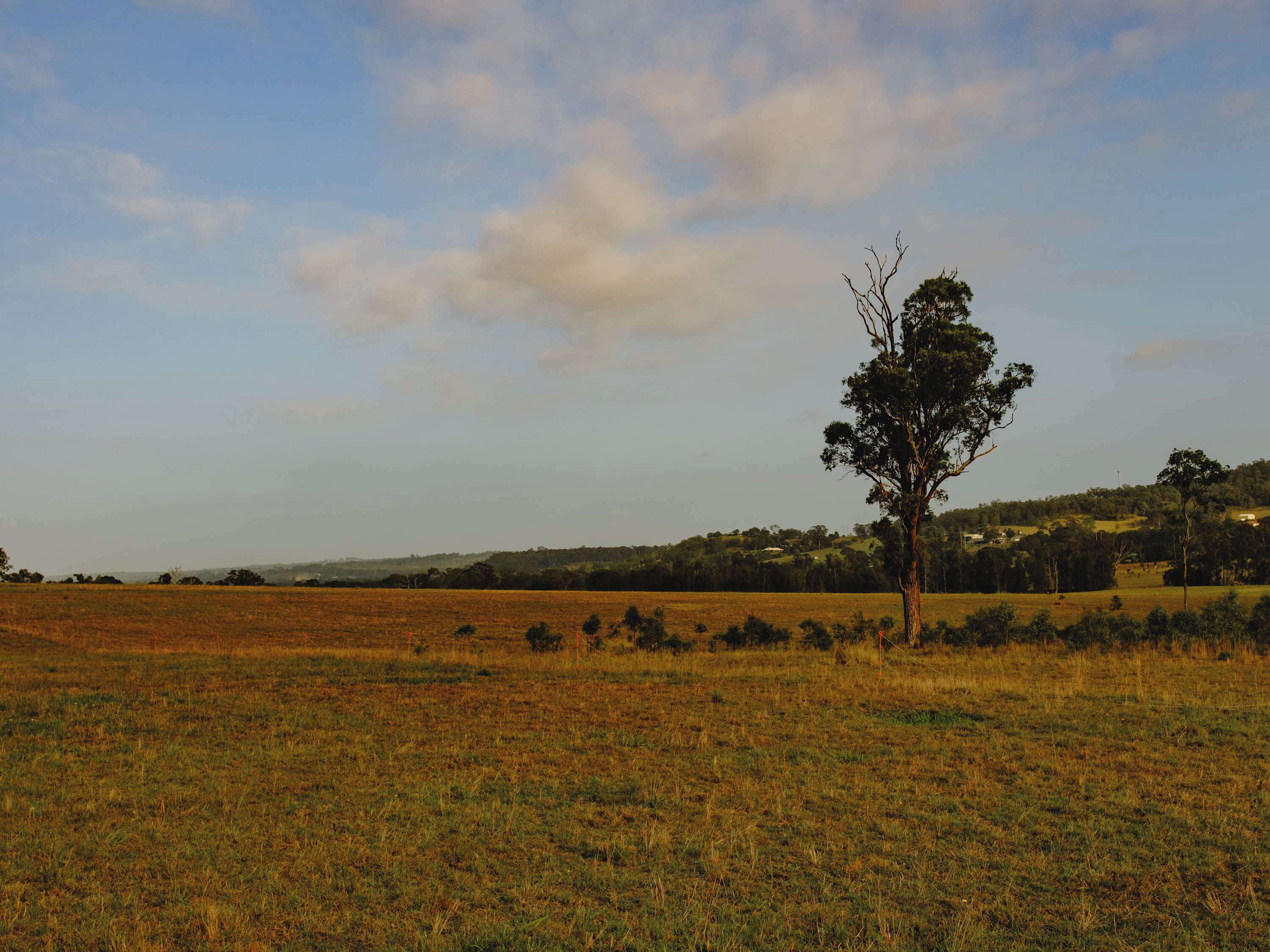 Un champ avec un seul arbre et, au loin, des collines sous un ciel dégagé.