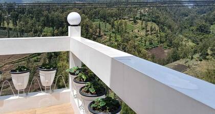 Pulmo Guesthouse Bromo