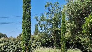 A garden with tall cypress trees and lavender fields.