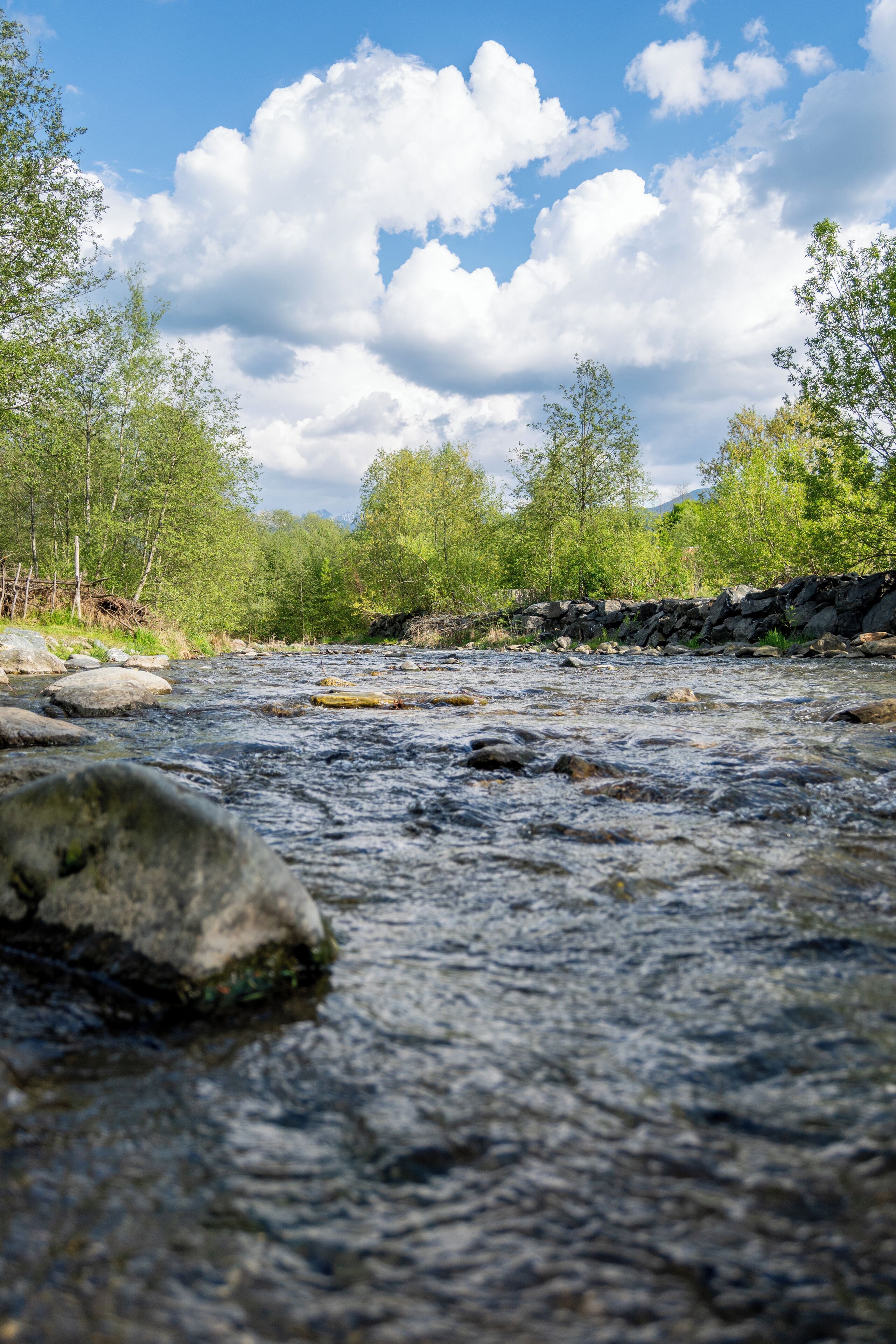 A river flowing through a forested area with rocks in the water and trees on the banks.