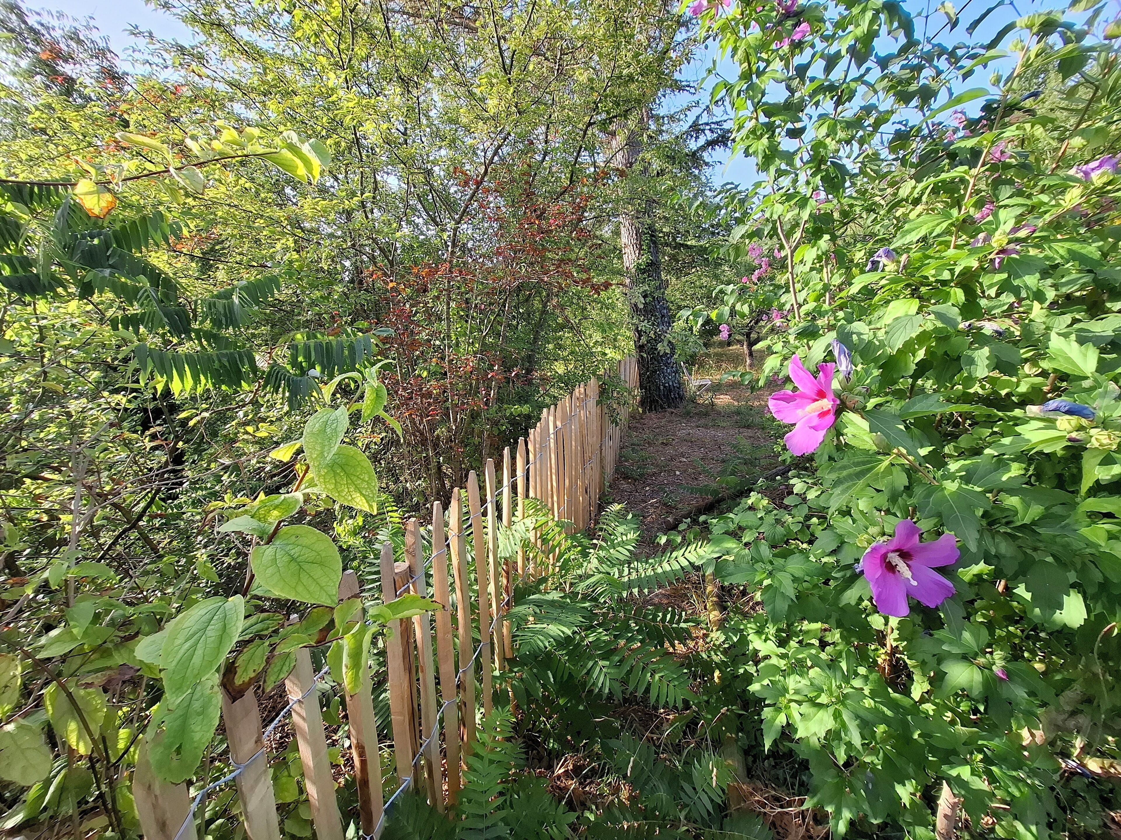 Un jardin avec une clôture en bois, diverses plantes et une fleur d’hibiscus.