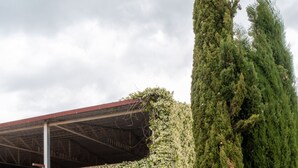 A rustic wooden building with a covered porch, a tall coniferous tree, and a gravel pathway. - Hotiday Apartments Costa degli Etruschi (Rosignano Marittimo)